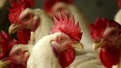 الفراخ والبيض بكام؟.. أسعار الدواجن ومشتقاتها اليوم السبت 22 أغسطس