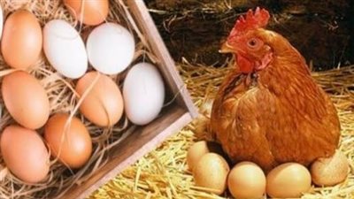 سعر كيلو الفراخ اليوم.. البيضاء عند 70 جنيهًا والساسو تصل إلى 96 جنيهًا