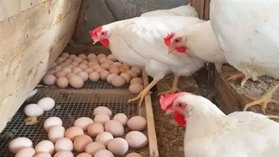 سعر كرتونة البيض اليوم.. الأحمر بـ115 جنيهًا والأبيض بـ110