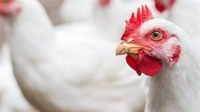 سعر كيلو الفراخ البيضاء اليوم.. تعرف على أسعار الدواجن في الأسواق