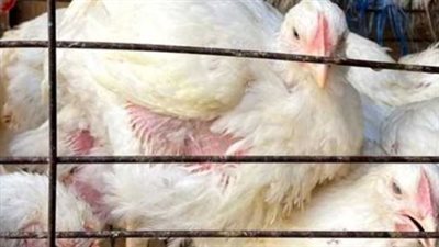 مفاجآت سوق الدواجن اليوم.. ارتفاع الأمهات واستقرار البيضاء وتحرك محدود للبيض