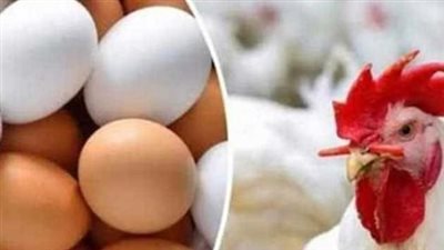 أسعار الفراخ اليوم.. الأبيض والساسو والبيض في الأسواق الأربعاء 2 سبتمبر