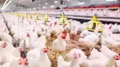 أسعار البيض اليوم.. الأحمر بـ98 جنيهًا والأبيض بـ76 جنيهًا جملة