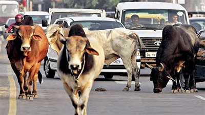 خيرًا تعمل شرًا تلقى.. أبقار الهند تهاجم المواطنين في الشوارع بعد حكم بحظر ذبحها