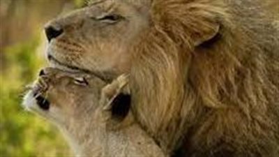  لبؤة تهاجم حارس حديقة حيوانات في وسط إيران.. ماذا حدث؟