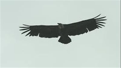 تقنية تبعد الطيور آليا عن المخاطر.. تعرف عليها