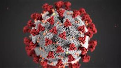 دراسة تكشف عن المدة التي قد تستمر فيها الخلايا القاتلة لـ 