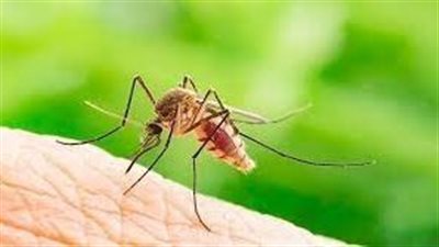 دراسة تكشف لون الملابس تجذب الناموس 