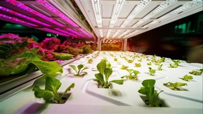 من 17 حتى 23 فبراير.. أسبوع الغذاء والزراعة يجمع صنّاع التغيير والمبتكرين غدًا في إكسبو