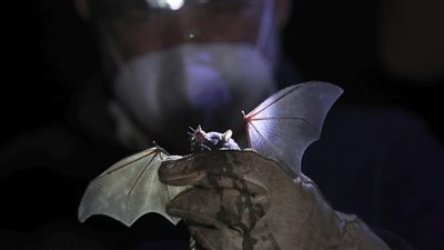 اكتشاف فيروسات شبيهة بكورونا لدى الخفافيش في لاوس.. ما معنى ذلك؟