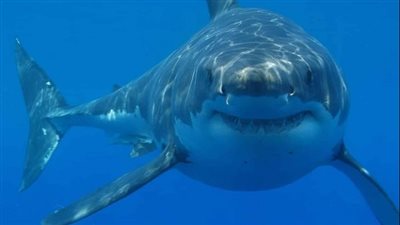 بالفيديو.. سمكة قرش تلتهم سائح في الغردقة