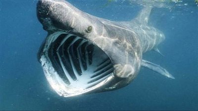 شاهد.. علماء في نيوزيلندا يكتشفون سمكة من نوع قرش الشبح النادر