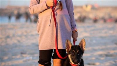  النرويج تتخذ قرارًا لا مثيل له بحظر تربية سلالتين من الكلاب