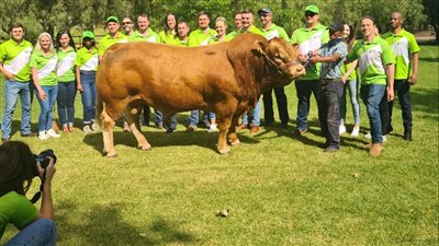 كيف تحوّل ثور في نيوزيلندا بطلًا و