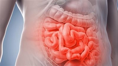 دراسة تكشف عن اكتشاف مهم في الأمعاء يحارب الأمراض