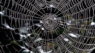 باحثون يبتكرون علاج للجروح من حرير العنكبوت