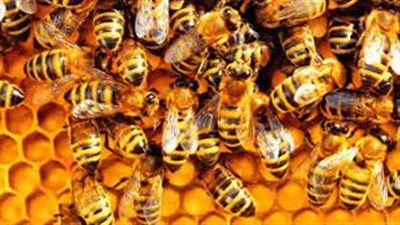 ما وراء ظاهرة اختفاء النحل بالمغرب؟
