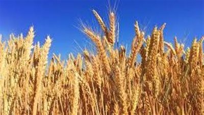 إثر الأزمة الأوكرانية... قطاع الزراعة يكشف عن وضع مخزون القمح في الجزائر
