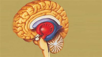  دراسة ألمانية: الدماغ يحتوي على خلايا عصبية تنشط أثناء العمليات الحسابية تحديدًا