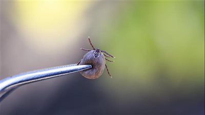 هل هناك علاج للالتهابات من لعاب حشرة القرادة؟