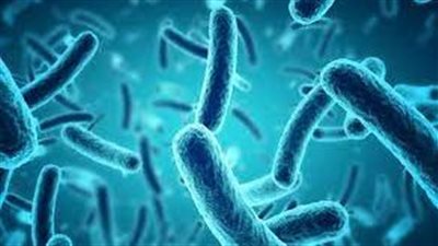 كيف تلعب بكتيريا الأمعاء المفيدة دورًا كبيرًا في الصحة بشكل عام؟