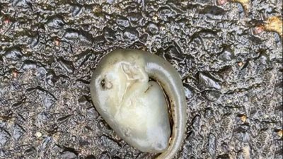 ظهور مخلوق غامض في أحد شوارع العاصمة الأسترالية سيدني