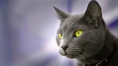 الاتحاد الدولي للقطط FIFE يحظر مشاركة القطط الروسية في المعارض الدولية