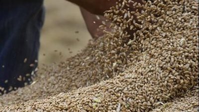 وزير الزراعة الجزائري يؤكد أن لدى بلاده مخزونا كافيا من الحبوب حتى نهاية العام