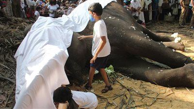 ما وراء نفوق أكثر فيل 