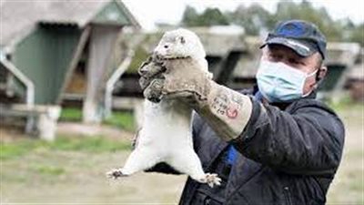  قائمة الحيوانات التي تصاب بفيروس كورونا قد وصلت الآن إلى 29 نوعًا