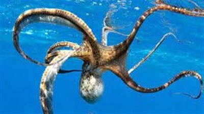 علماء يكتشفون أقدم سلف معروف للأخطبوط في أحفورة يبلغ عمرها قرابة 330 مليون عام