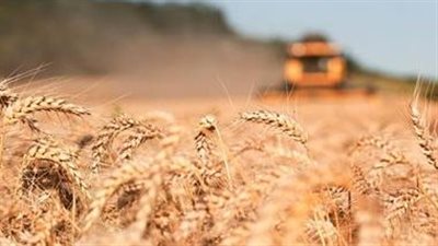 في غضون أيام... مصر تعلن وصول 63 ألف طن من القمح الروسي