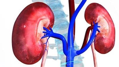  أخصائية روسية تكشف عن عدو الكلى