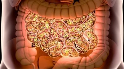  دراسة جديدة تكشف أضرار البكتيريا الموجودة في القناة الهضمية للإنسان 