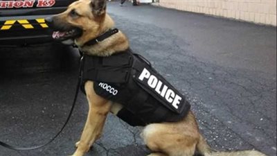  قتل كلبًا.. الحُكم على شرطي أمريكي بالسجن سنة مع النفاذ