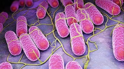 دراسة تكشف ما يحدث من البكتيريا الموجودة في القناة الهضمية للإنسان