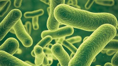 هل بكتيريا الأمعاء بجسم الإنسان تؤثر على الشخصية.. دراسة تُجيب