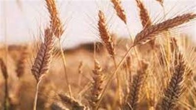  لبنان: مخزون ​القمح​ الموجود في البلاد يكفي لشهر ونصف الشهر