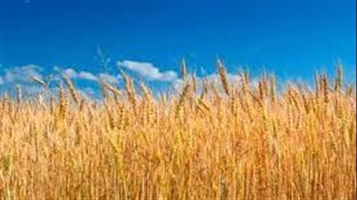 مدير عام شركة العقبة الأردنية: أرصفة الموانئ تستقبل 50 ألف طن من القمح الروماني