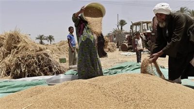  بـ 65 جنيهًا.. مصر تدعم القمح المحلي