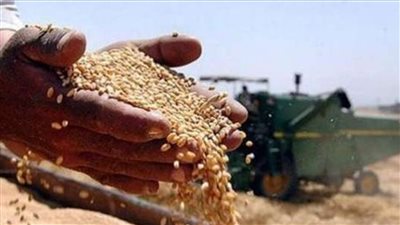  أوكرانيا: محصول القمح في الشتاء بالبلاد في حالة جيدة