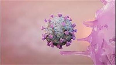 ما طبيعة سلالة 