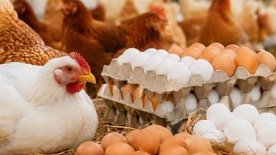 أسعار الفراخ اليوم للمستهلك.. كم سجل كيلو البيضاء والساسو والبانيه؟