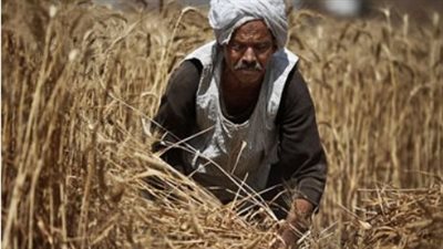 في عيد الفلاح.. 10.6 مليار دولار صادرات زراعية و8.6 مليون طن للأسواق الخارجية