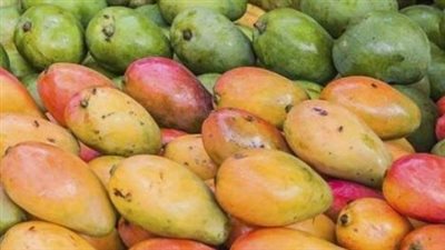 مفاجأة في سعر المانجو.. بكام الكيلو النهارده؟