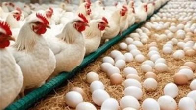 سعر الفراخ اليوم.. البيضاء بـ78 جنيهًا والساسو يصل إلى 120 جنيهًا