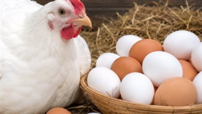 بورصة الدواجن اليوم.. استقرار أسعار الفراخ البيضاء والساسو والبلدي