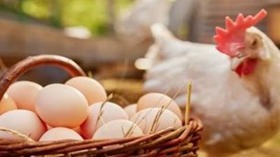 أسعار البيض اليوم الثلاثاء.. الأحمر بـ115 جنيهًا والأبيض بـ100 جنيه