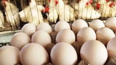 سعر البانيه اليوم.. تعرف على أسعار الدواجن في الأسواق الثلاثاء 15 سبتمبر