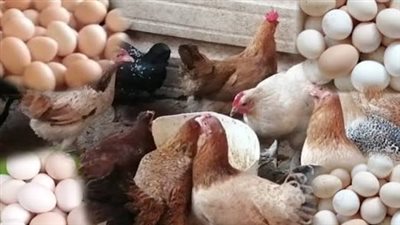 بورصة الدواجن اليوم الثلاثاء.. أسعار الفراخ والبيض والكتاكيت للمستهلك